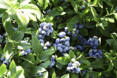 Вакциниум (голубика) садовая &#039;Bluecrop&#039;