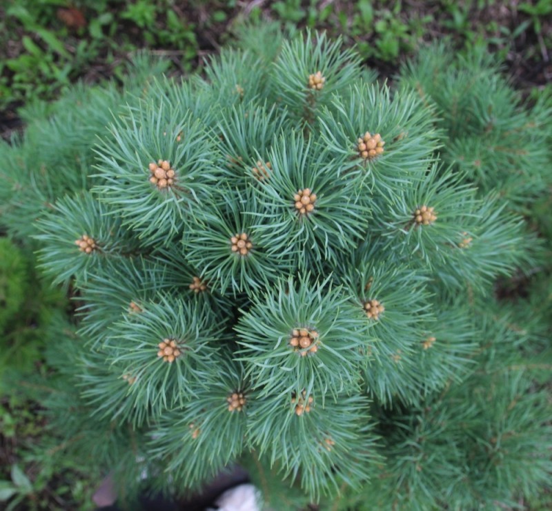 Pinus sylvestris ‘Новая’: та же самая прививка, вид сверху. Обратите внимание на идеальную симметрию и большое число почек. В целом, очень перспективный культивар.   