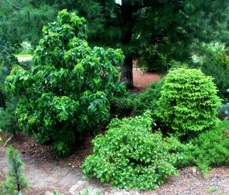 Еще один небольшой фрагмент коллекционного участка. Крупные растения слева направо: ясень пенсильванский (Fraxinus pennsylvanica ‘Crispa’), липа мелколистная (Tilia cordata ‘Lico’), пихта сибирская (Abies sibirica ‘Серко’). 
