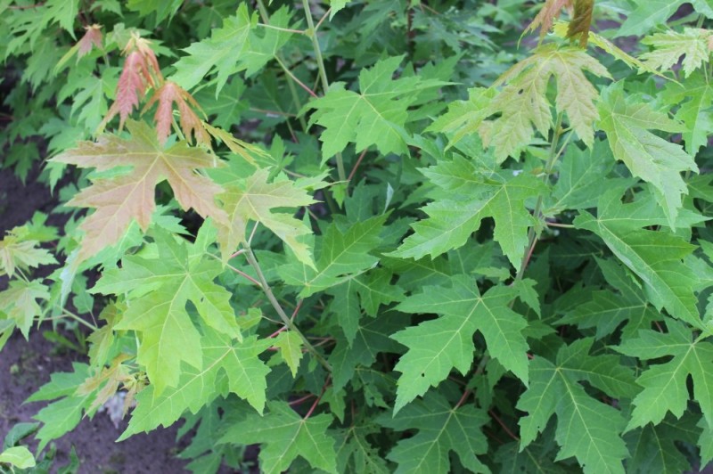 Еще один «американец» - Acer sacharunum. По-русски он называется «клен серебристый» из-за цвета нижней стороны листьев. Неплохо живет в Сибири. 