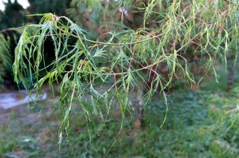 У клена серебристого не так много сортов. Но есть один очень яркий и интересный. Это Acer sacharinum ‘Laciniatum Wierii’. От листа не остались, в сущности, только жилки. 