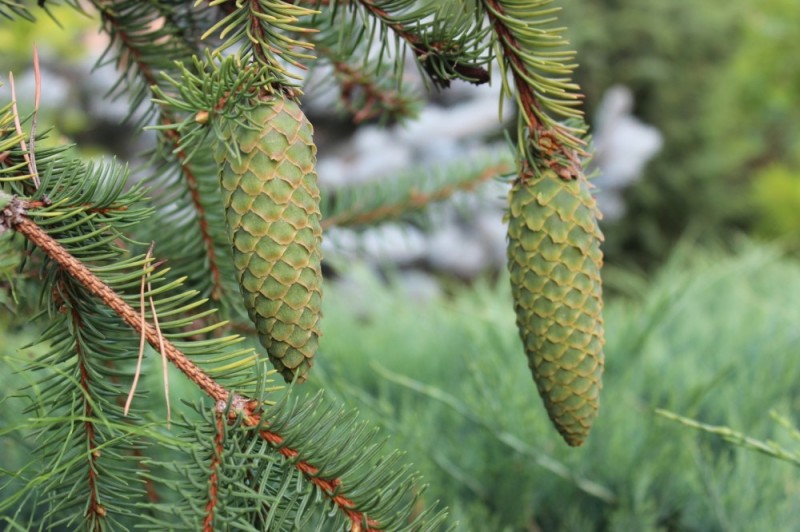 Еще немного о шишках. Теперь уже еловых. На снимке Picea abies ‘Acrocona’ – сорт ели европейской, который отличается обильнейшим плодоношением. Бывает, что плодоносит и у нас. Шишки выглядят обыкновенно.
