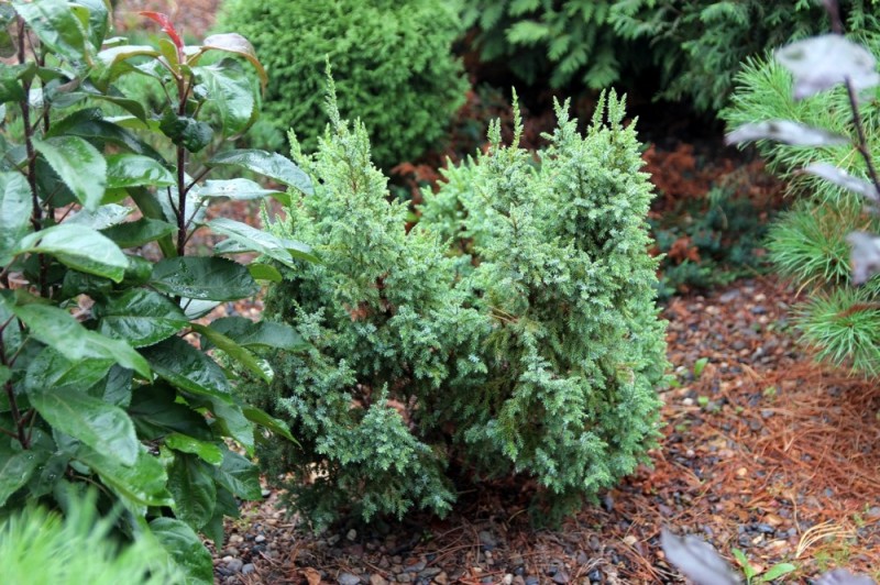 В Сибири экзотические растения чаще огорчают нас, чем просто удивляют. Однако бывают и приятные исключения. Вот, например, Juniperus pingii ‘Loderii’: симпатичный и оригинальный можжевельник. Это южно-гималайский вид, который по этой причине не рассматривался как сколько-нибудь перспективный. Однако он живет у нас уже несколько лет и чувствует себя отлично. Понятно, что высунувшись из-под снежного покрова, он вряд ли останется таким же жизнерадостным. Впрочем, поживём – увидим. 