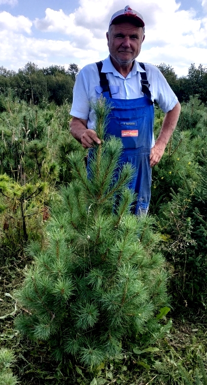 Сосна румелийская (Pinus peuce), балканский реликт. Относится к 5-хвойным соснам, дальний родственник нашего кедра. Отлично выглядит, несмотря на свое не сибирское происхождение. 