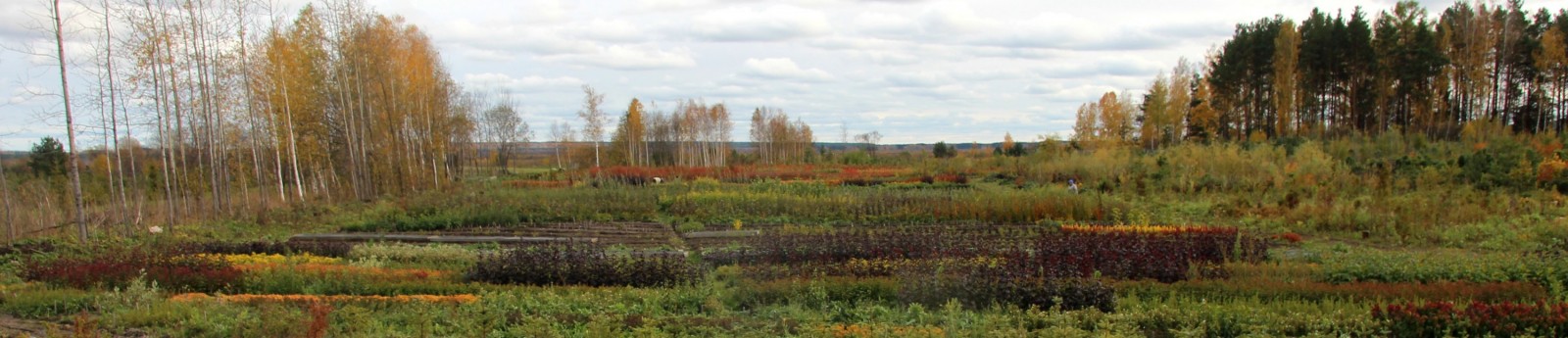30 сентября. Осенняя панорама питомника: буйство красок.