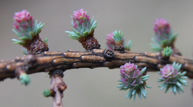 Коллекционно-демонстрационные участки занимают на нашем питомнике больше гектара. Их площадь постоянно растет. Покажем то, что попалось нам на глаза в 2020 году. Если говорить про хвойные, то ранней весной самое яркое явление – это цветение лиственницы. На снимке шишки редчайшего у нас вида – лиственницы американской (Larix laricina). У нее короткая ярко-голубая хвоя и очень мелкие, но симпатичные розовые шишки.