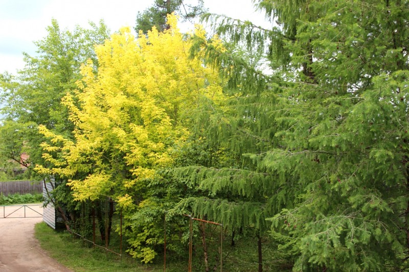 Главные ворота нашего питомника. Здесь очень ярко выглядит клен Acer negundo Aurea. Создает огромное и очень яркое пятно в ландшафте. Справа – восточно-сибирская лиственница гмелина (Larix gmelinii).