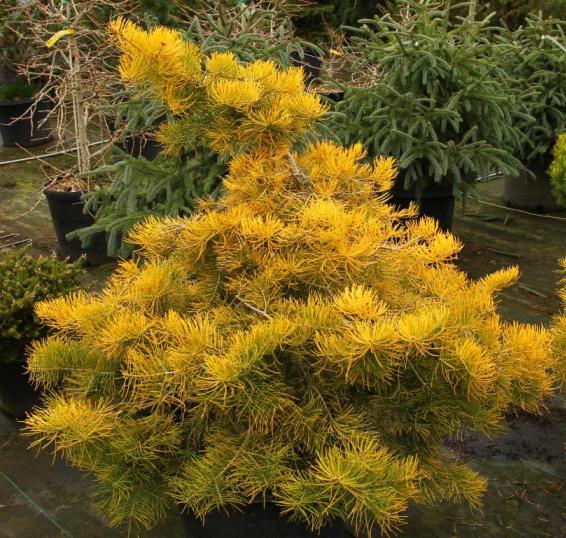 Abies concolor 'Wintergold' (Winter Gold). Пихта одноцветная