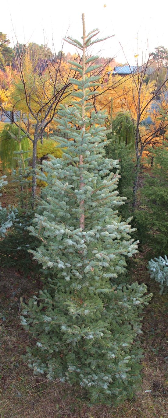 Для выращивания зауженных вертикальных форм применяются более устойчивые к сибирскому климату виды, например, такие как ель канадская, Picea glauca. Высота сформированных деревьев обычно не превышает 5 м.  