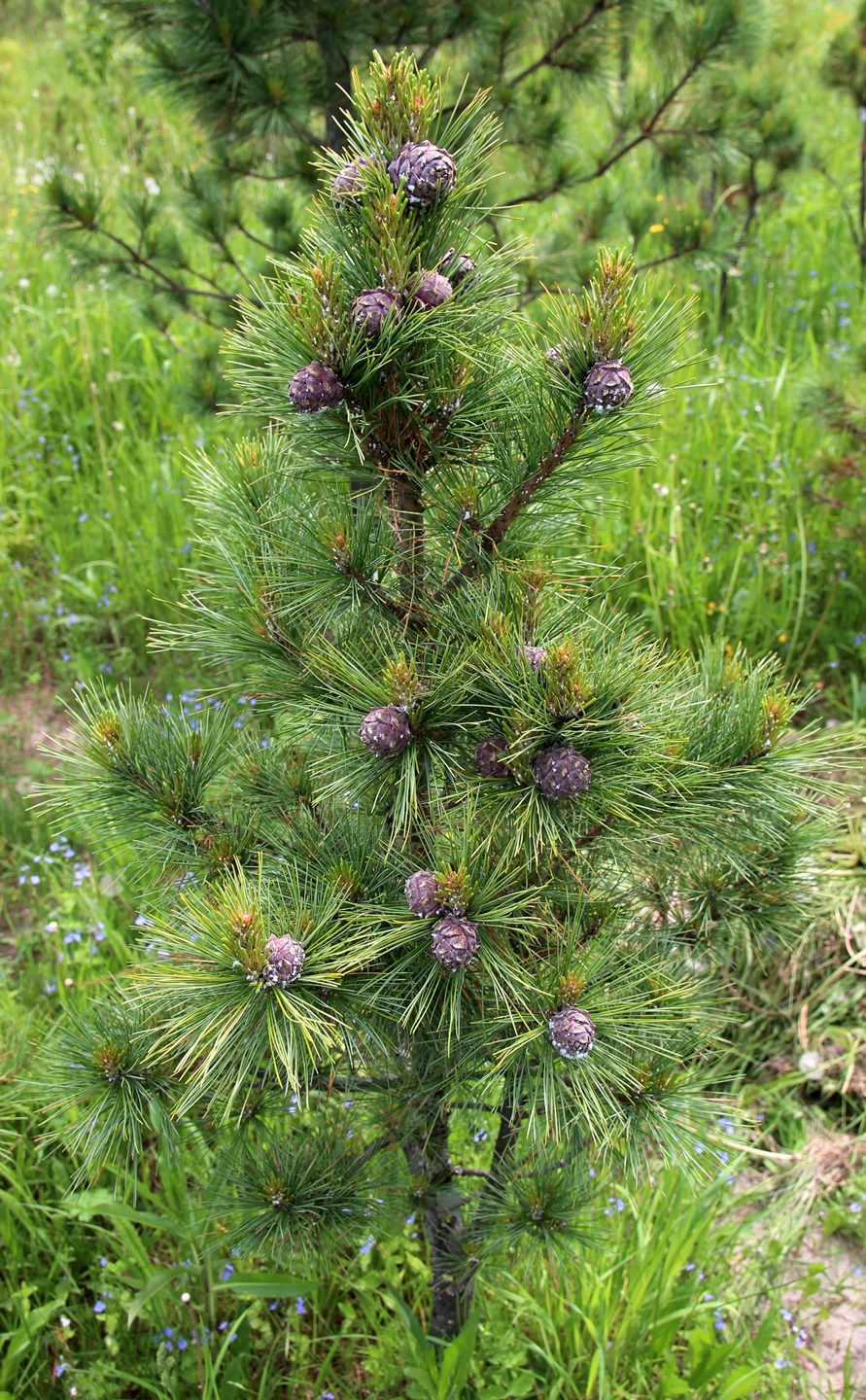 Pinus sibirica ‘Рекордистка’