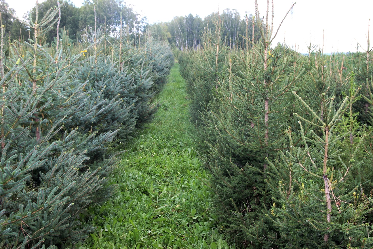 Еель канадская (Picea glauca) слева, ель сибирская справа (Picea obovata)