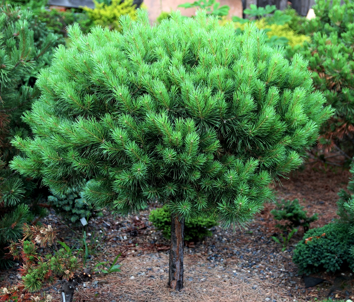 Pinus sylvestris ‘Новая’