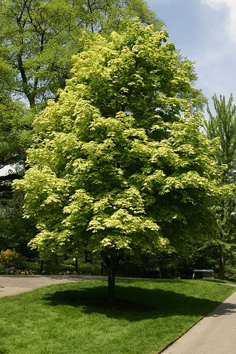 Клен остролистный (Acer platanoides) 'Drummondii'