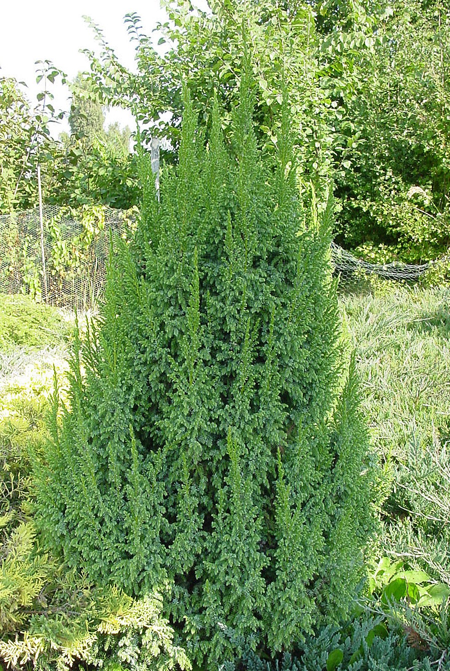 Juniperus pingii `Loderi`, Можжевельник пинга