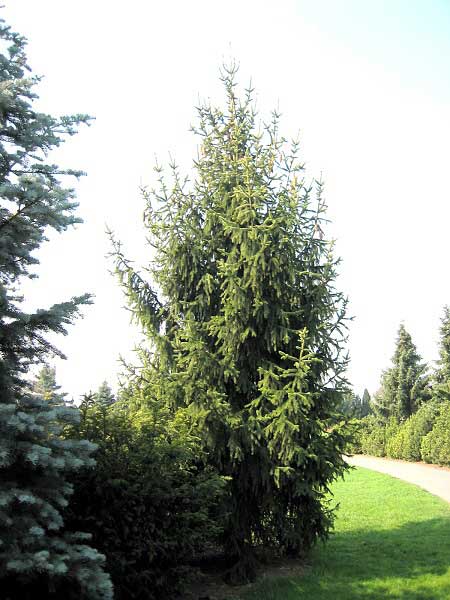 Picea abies `Magnifica Aurea`, Ель европейская