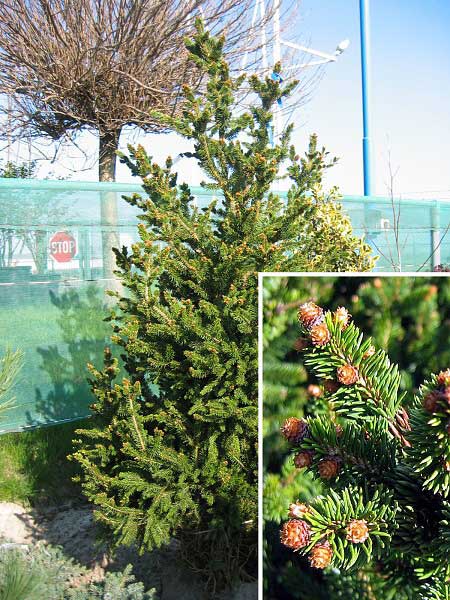 Picea abies 'Will's Zwerg', Ель европейская