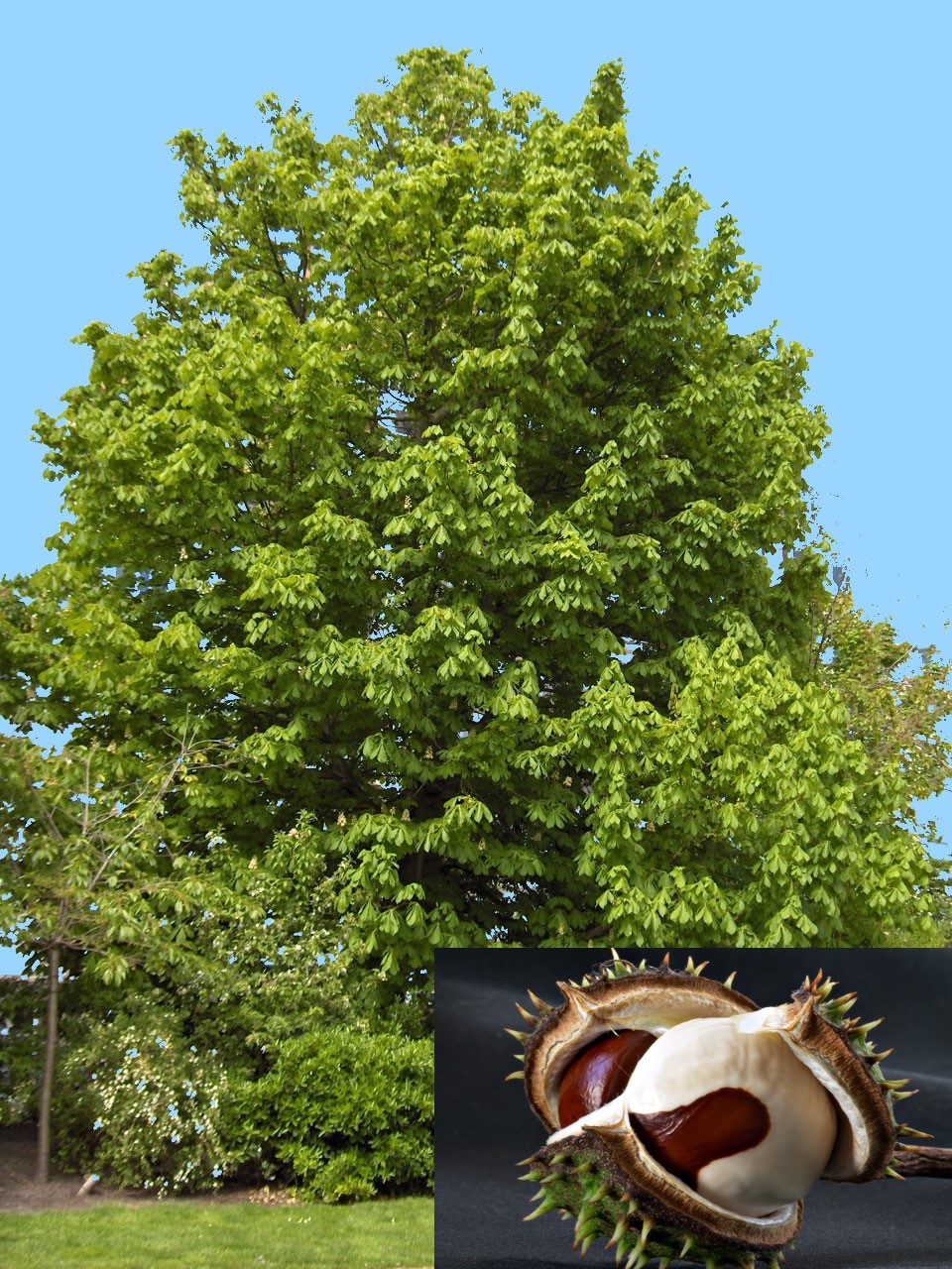 Конский каштан обыкновенный (Aesculus hippocastanum)