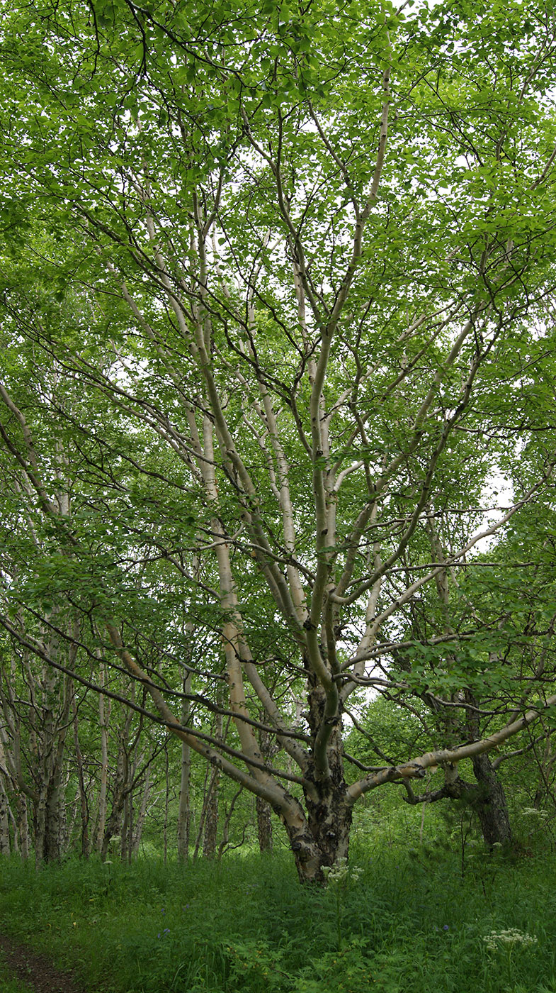 Береза Эрмана, каменная (Betula ermanii)