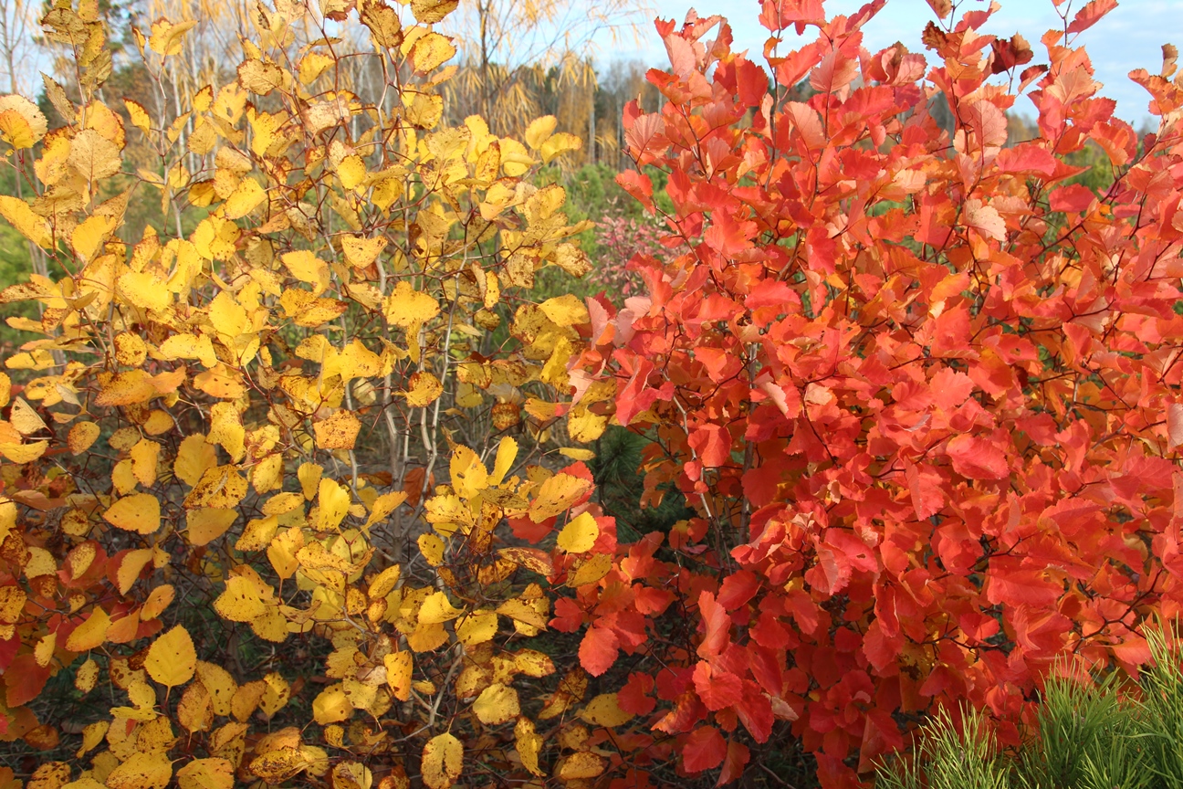 Боярышник Арнольда. Два деревца одного года посева с разными по цвету листьями. Фото Горошкевича С.Н.