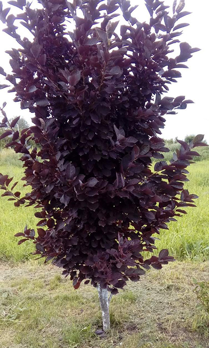 Черемуха обыкновенная (Padus avium) 'Пурпурная свеча'