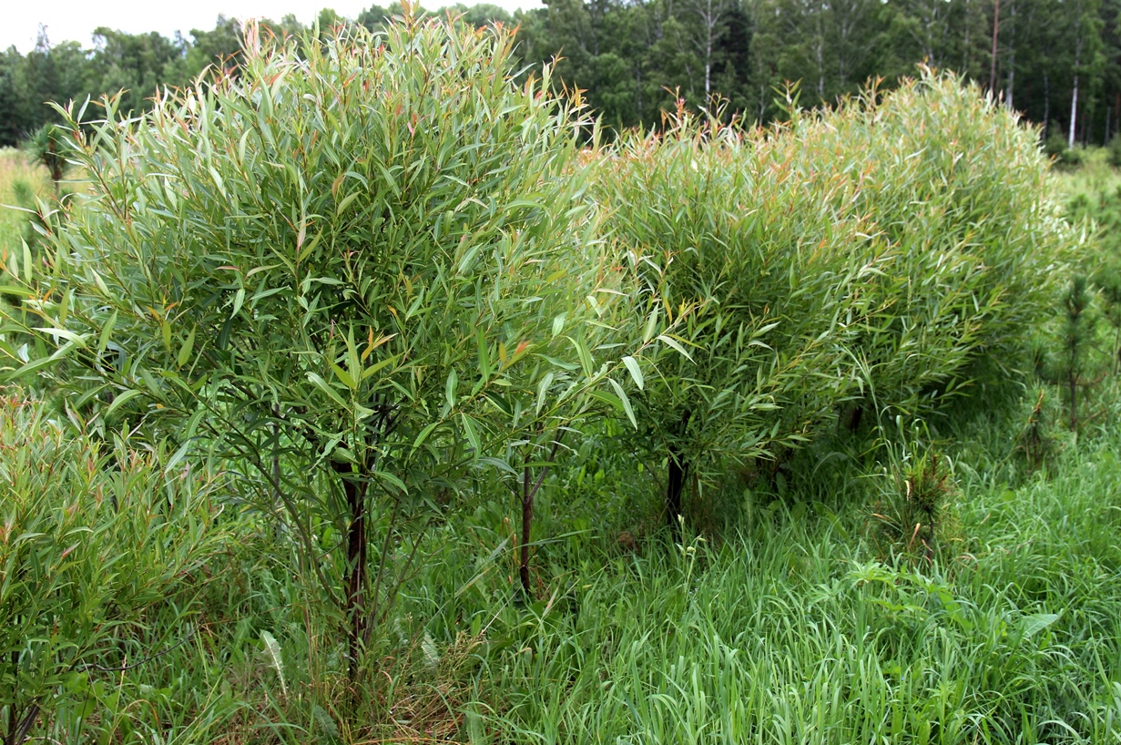 Ива ломкая ф. шаровидная или Буллата (Salix fragilis var. sphaerica = var. bullata). Фото Горошкевича С.Н. 