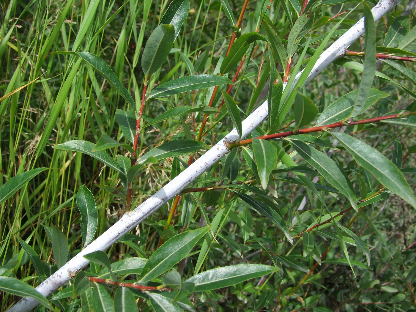 Ива росистая (Salix rorida)