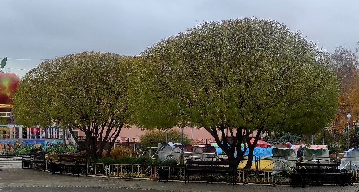 Ива ломкая ф. шаровидная или Буллата (Salix fragilis var. sphaerica = var. bullata). Фото сделано в Городском саду г. Томска.
