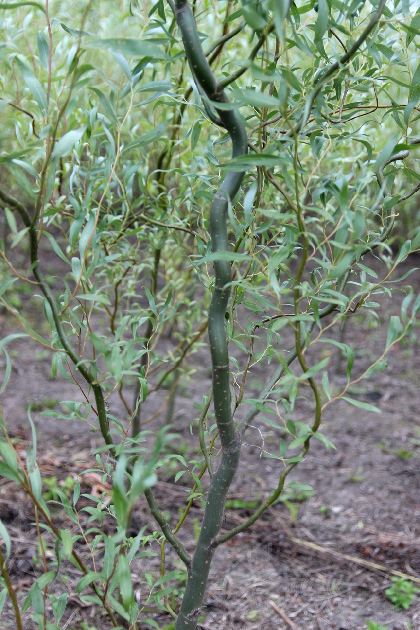 Ива белая форма извилистая (Salix alba f. Tortuosa)