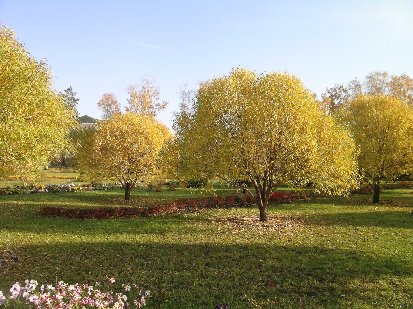 Ива ломкая ф. шаровидная или Буллата (Salix fragilis var. sphaerica = var. bullata). Снимок сделан осенью в Омском областном дендрологическом саду им. Г.И.Гензе. 