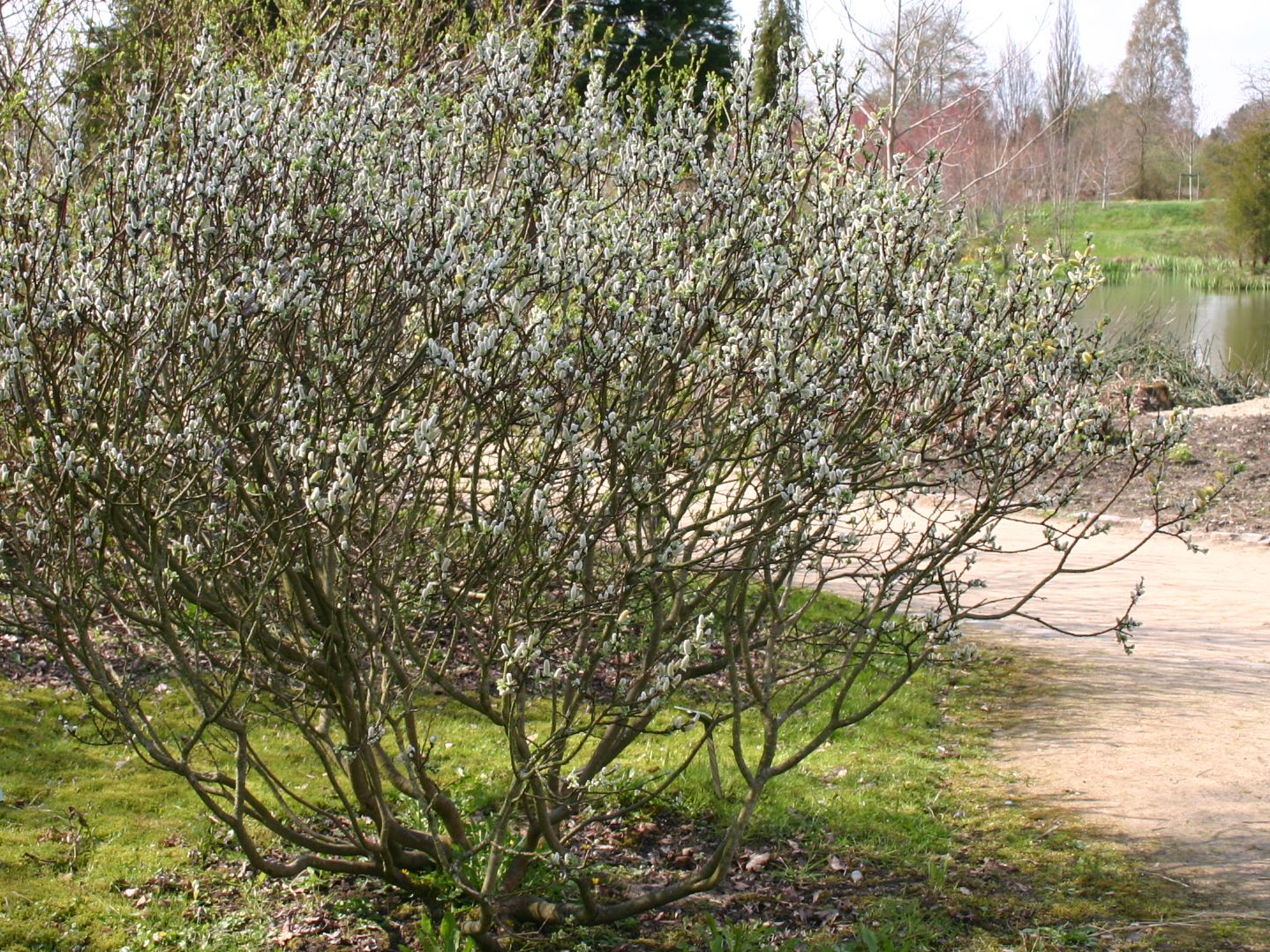 Ива копьевидная (Salix hastata) 'Wehrhahnii'