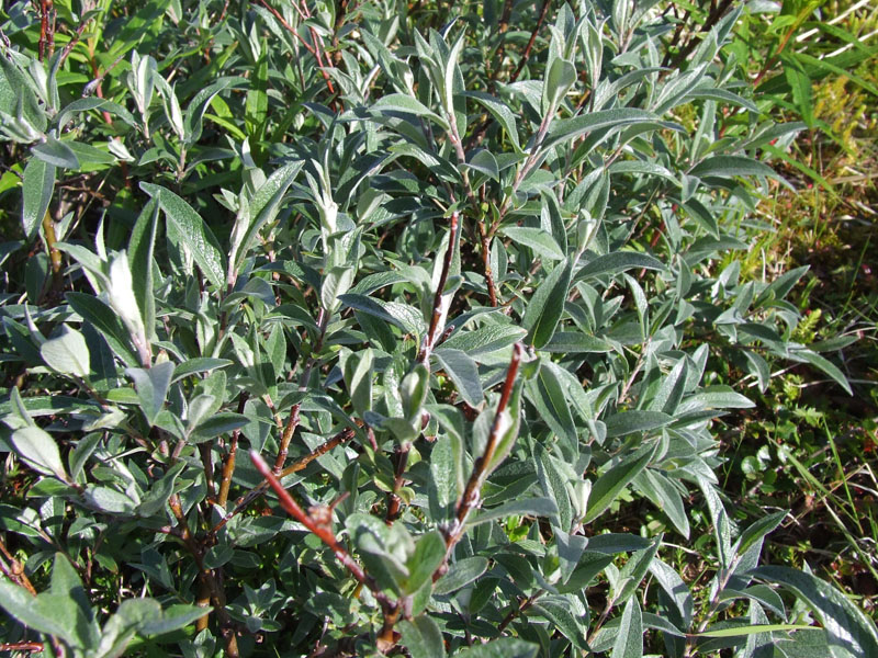 Ива лапландская (Salix lapponum)