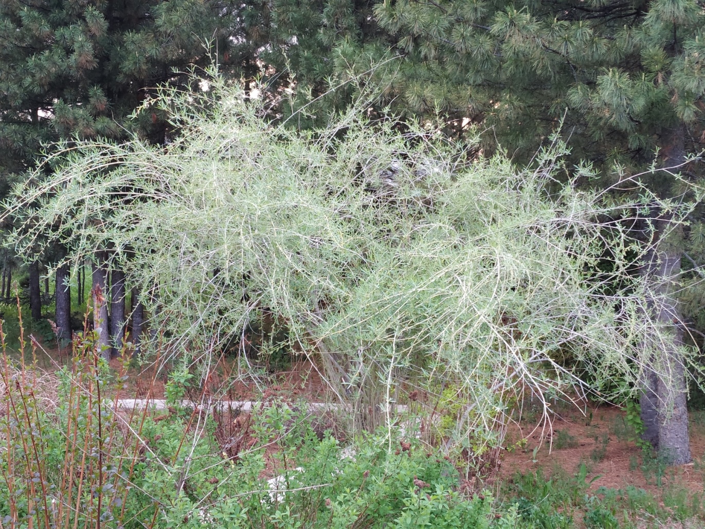Ива Ледебура Пендула `Снежный шар` (Salix ledebouriana f. kuraica)
