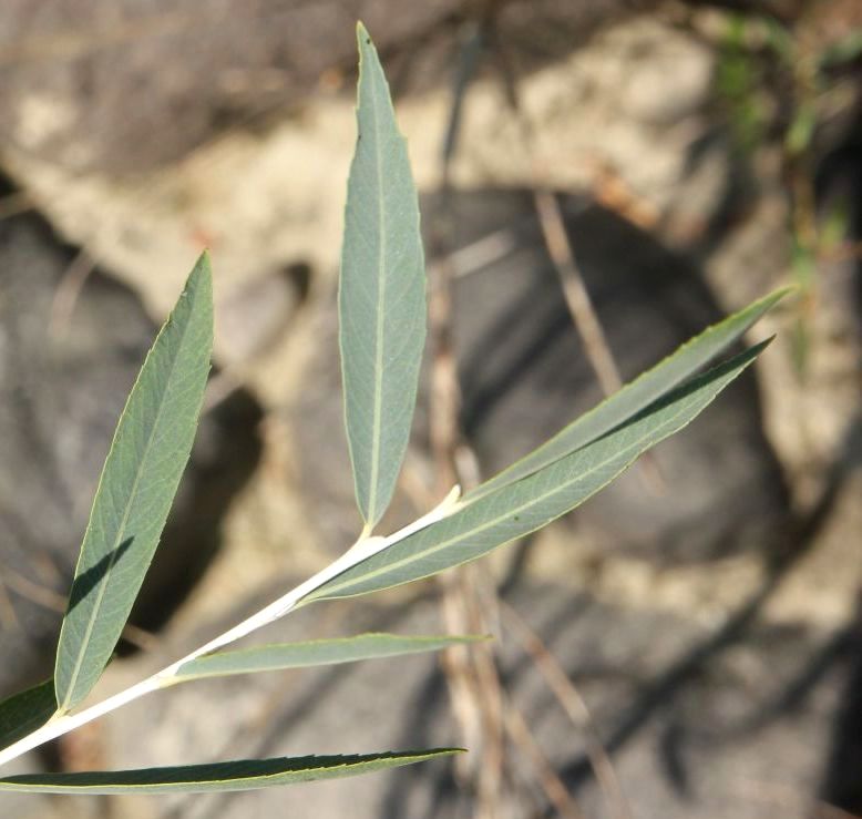 Ива Ледебура, форма курайская (Salix ledebouriana f. kuraica)