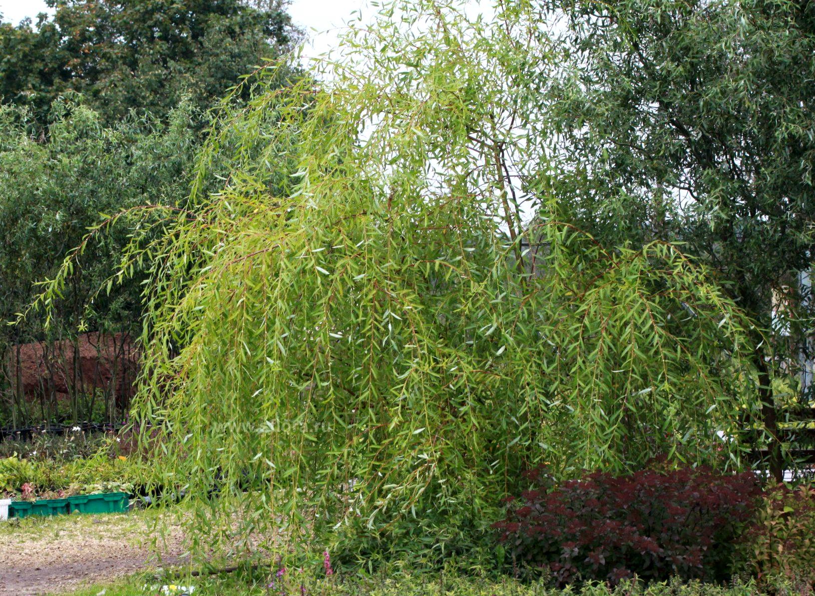 Ива росистая повислая (Salix rorida `Pendula`)