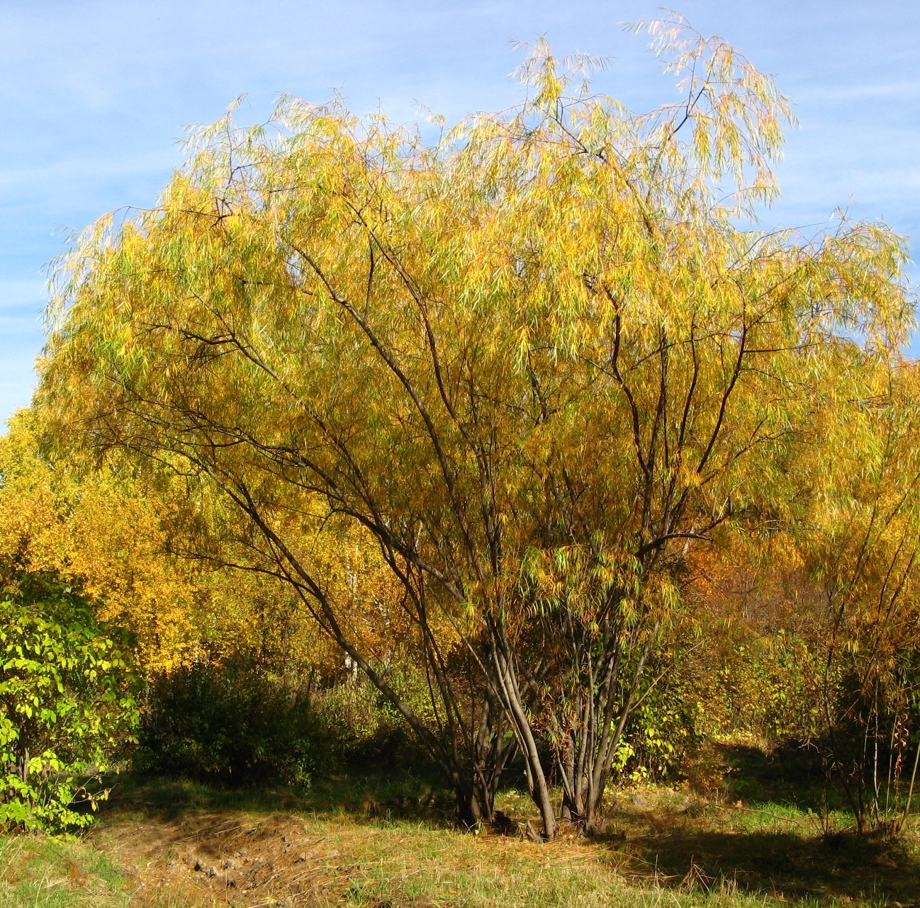 Ива Шверина (Salix schwerinii)