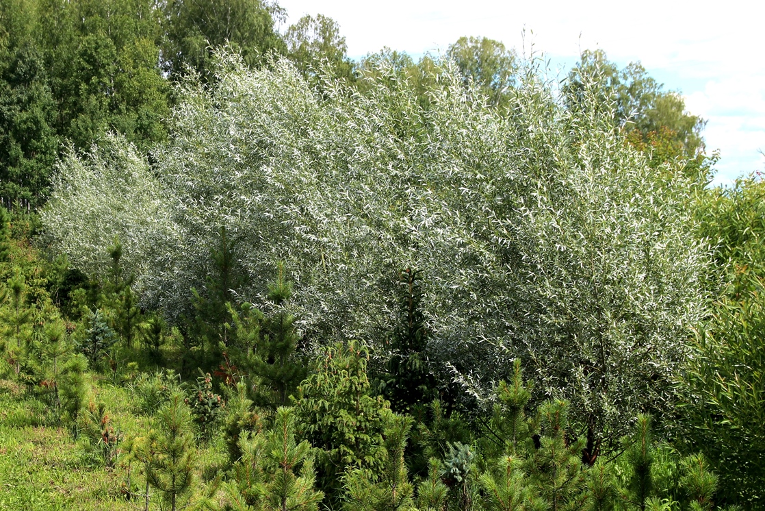 Ива белая форма серебристая (Salix alba f. argentea). Фото Горошкевича С.Н.