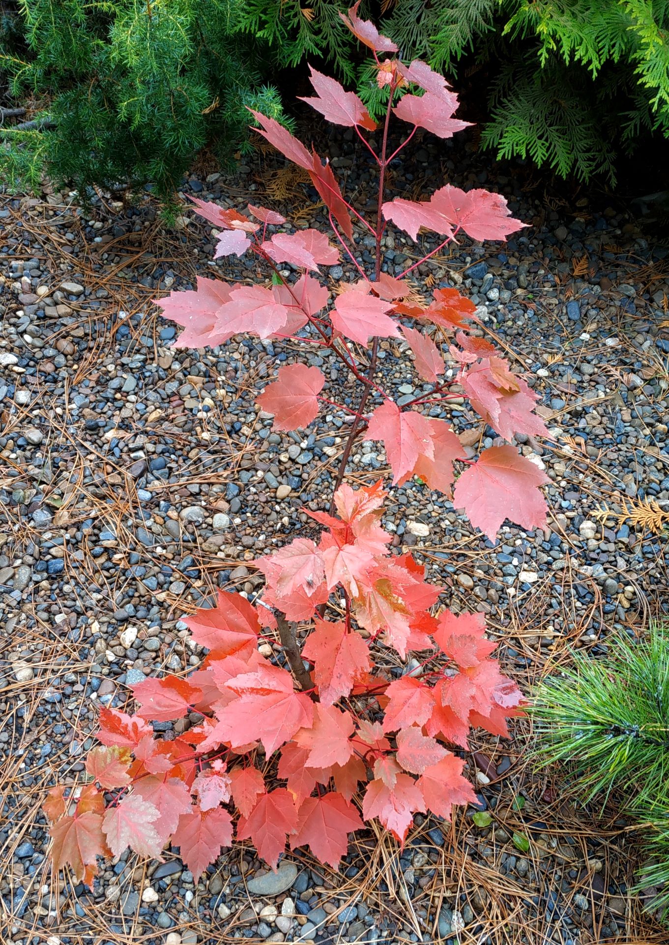 Клен красный (Acer rubrum) 'Brandywine' или 'Brandy Wine'. Фото Горошкевича С.Н. 