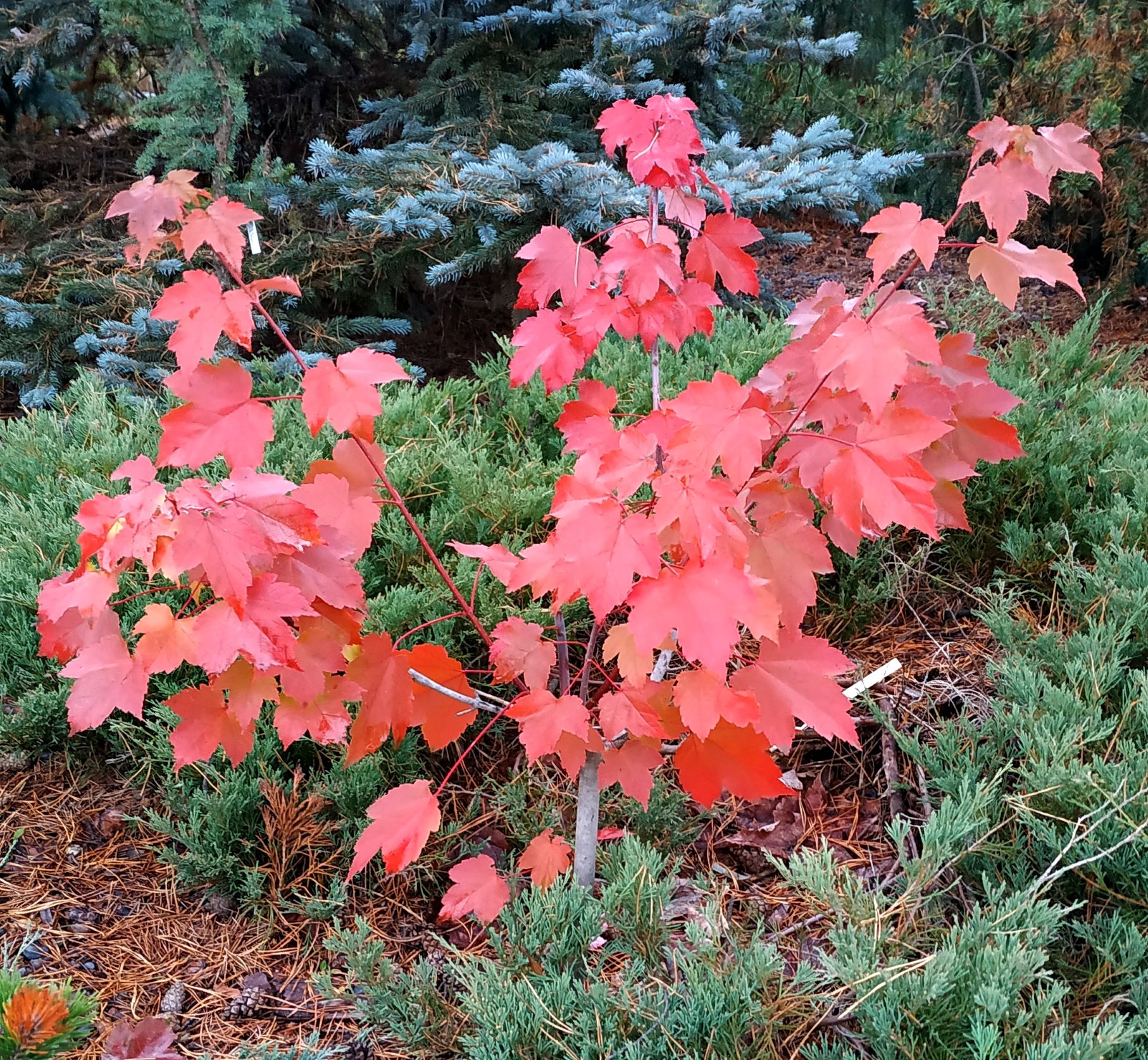 Клен красный (Acer rubrum) 'October Glory'. Фото Горошкевича С.Н.