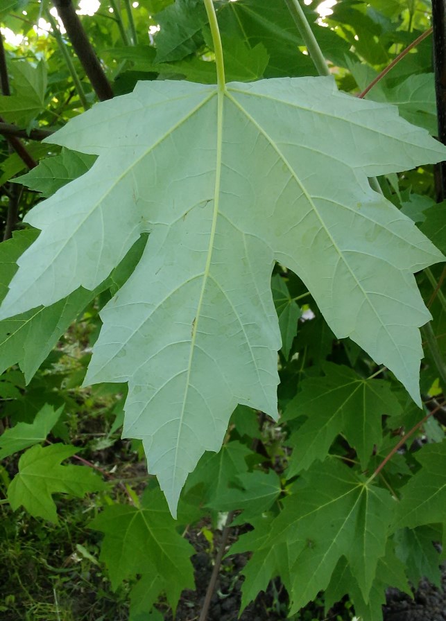 Клен серебристый (Acer saccharinum). Лист с нижней стороны. Фото Горошкевича.