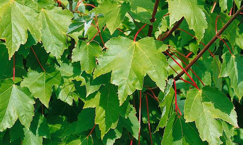 Клен красный (Acer rubrum) 'Sekka'