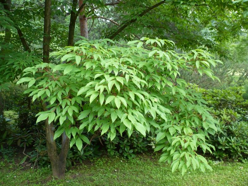 Клен маньчжурский (Acer mandshuricum)