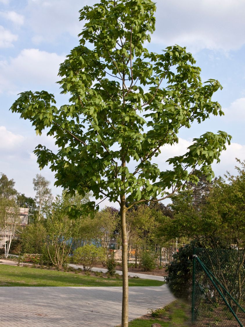 Клен ложноплатановый или Явор белый (Acer pseudoplatanus)