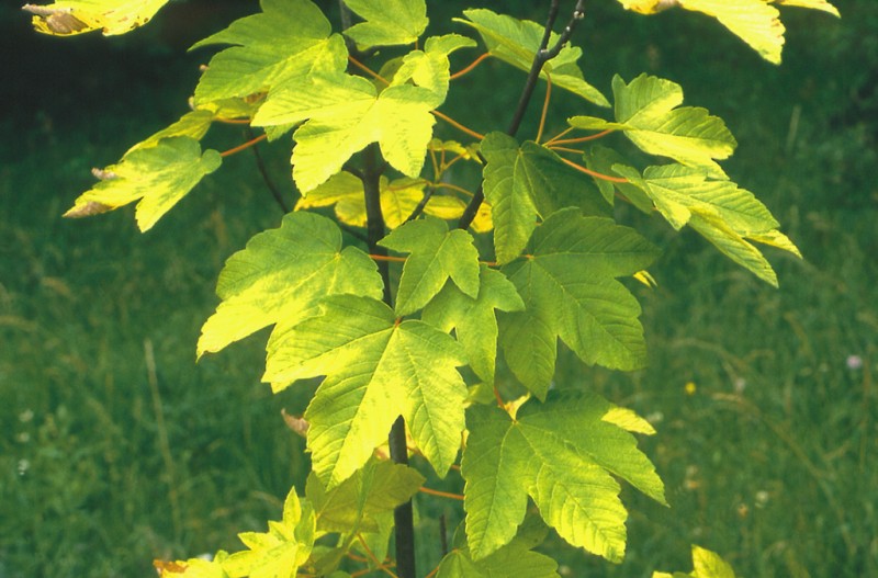 Клен ложноплатановый (Acer pseudoplatanus) 'Worley'