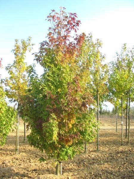Клен серебристый (Acer saccharinum) 'Pyramidale'