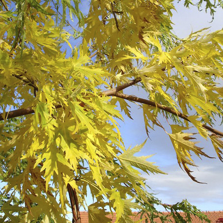 Клен серебристый (Acer saccharinum) ‘Laciniatum Wieri’