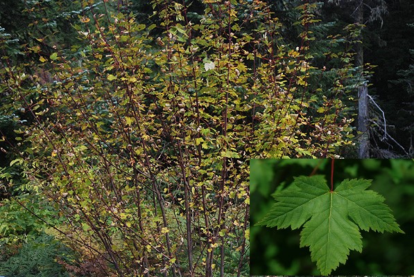 Клен голый Дугласа (Acer glabrum var. douglasii)