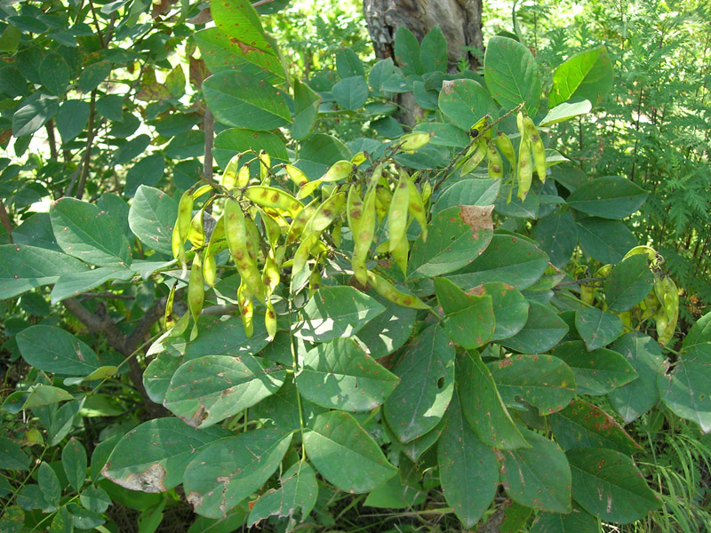 Маакия амурская (Maackia amurensis)