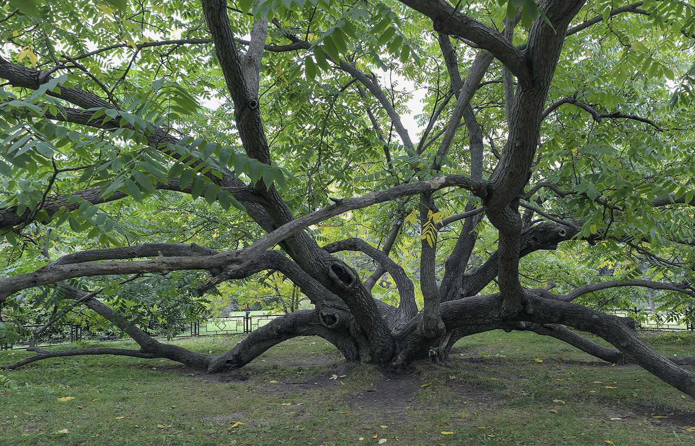 Орех маньчжурский (Juglans  mandshurica), нижняя часть старого дерева, Московский ГБС РАН, дендрарий