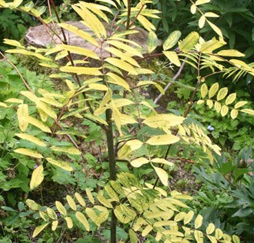Рябина обыкновенная (Sorbus aucuparia) 'Rosina Aurea'