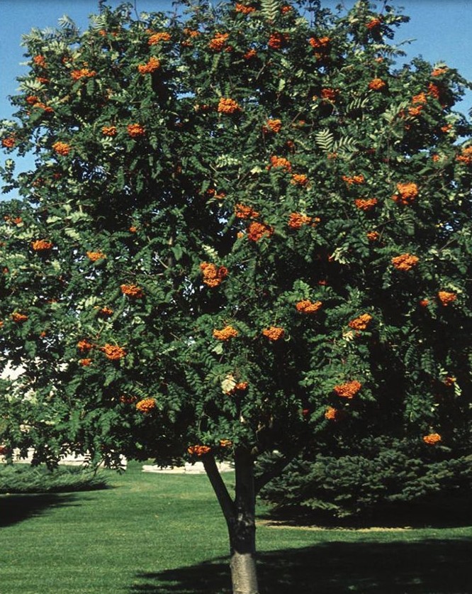 Рябина обыкновенная (Sorbus aucuparia) `Rossica Major`